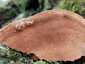 Vörös tapló (Fuscoporia torulosa), Pilis